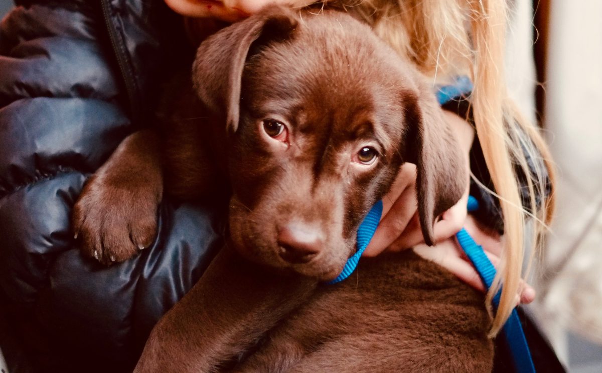A chocolate Labrador puppy on a blue lead